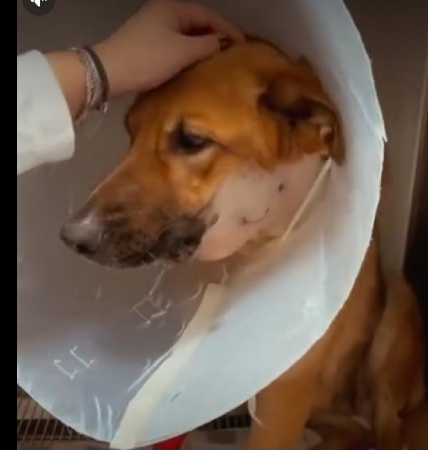 Bella pastorina 6anni è stata operata SOS CASA BARI Foto 4